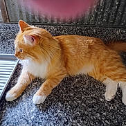 Nathan joined the competition — help win amazing prizes! cat, orange_cat, white_paws, feline, pet, indoor, countertop, granite, kitchen, relaxed, laying_down, side_view, whiskers, ears, tail, fur, domestic_cat, window_light, metal_rack, curious