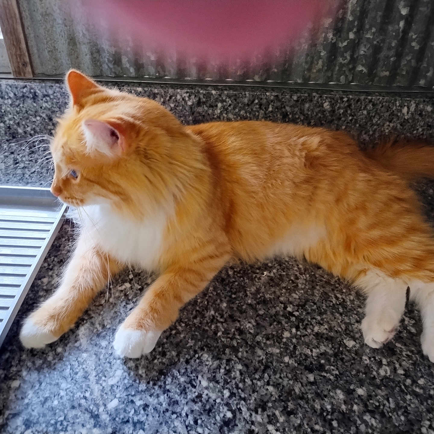 Nathan joined the competition — help win amazing prizes! cat, countertop, curious, domestic_cat, ears, feline, fur, granite, indoor, kitchen, laying_down, metal_rack, orange_cat, pet, relaxed, side_view, tail, whiskers, white_paws, window_light