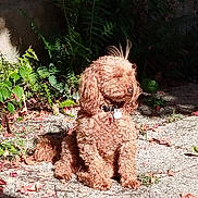 Olaf a rejoint le concours — aidez-le/la à gagner de superbes lots ! dog, curly_fur, sunlight, outdoor, nature, leaves, gravel, collar, pet, animal, sitting, greenery, shadow, calm, autumn, fur, small_dog, cute, relaxed, daytime