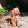 dog, curly_fur, sunlight, outdoor, nature, leaves, gravel, collar, pet, animal, sitting, greenery, shadow, calm, autumn, fur, small_dog, cute, relaxed, daytime