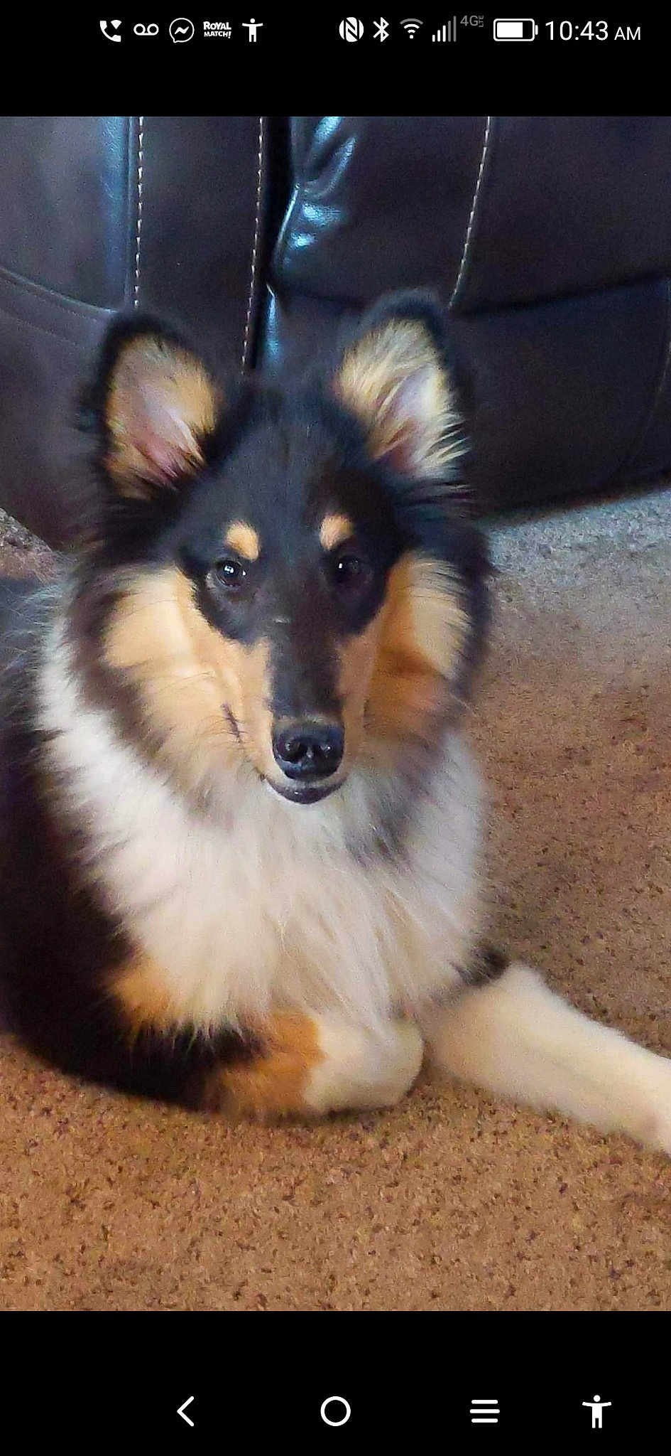 Cami