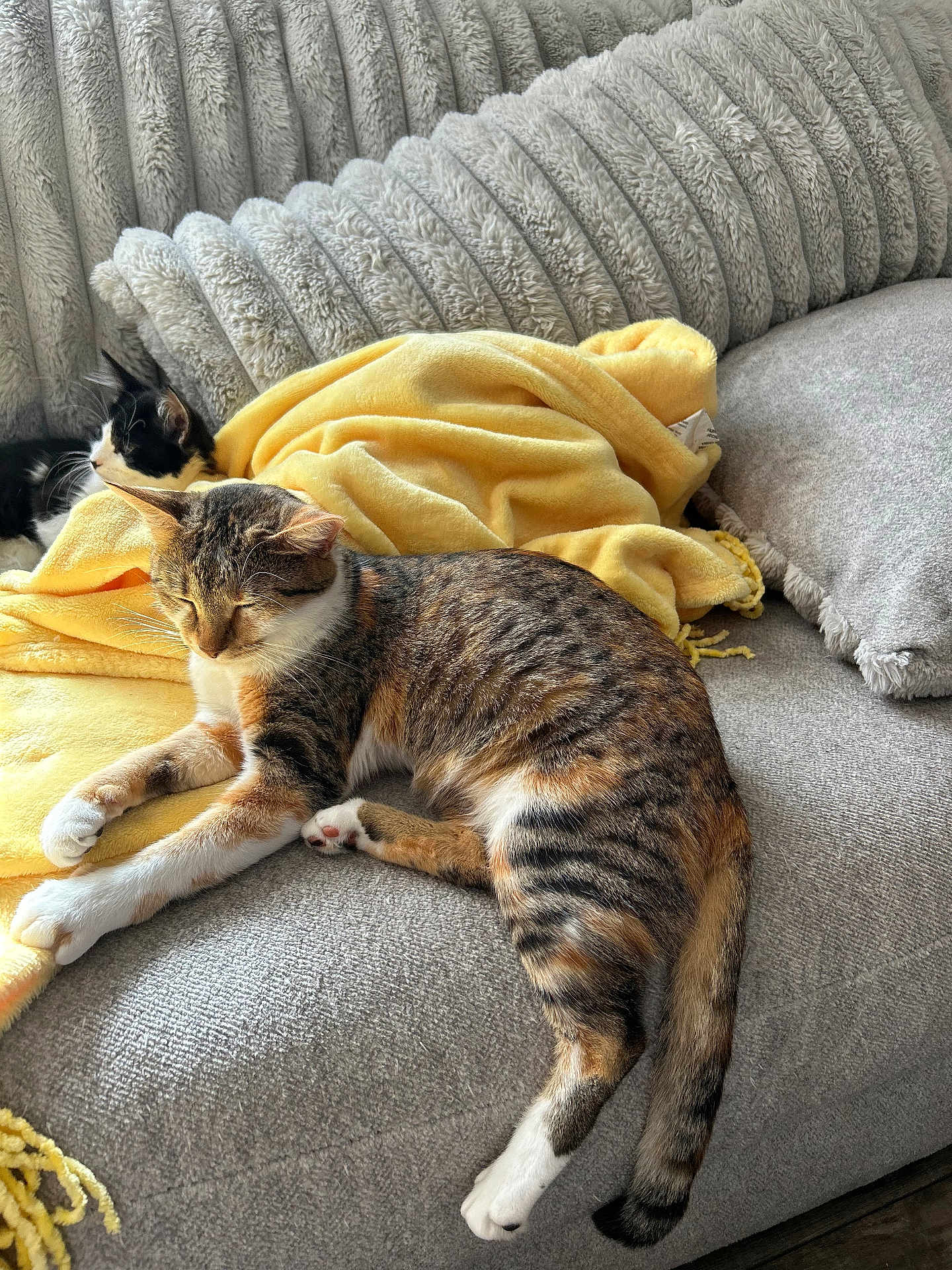 Shenseea is registered to the contest to win money with this photo: cat, calico_cat, black_and_white_cat, couch, sofa, blanket, yellow_blanket, pillow, cozy, sleeping, nap, pet, domestic_animal, fur, whiskers, paw, living_room, textile, relaxed, sunlit