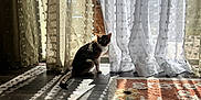 Shenseea joined the competition — help win amazing prizes! cat, pet, curtains, sheer_curtains, sunlight, shadow, rug, wood_floor, window, indoor, domestic, sitting, looking_back, silhouette, backlight, pattern, texture, cozy, home_decor, doormat