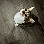 cat, cat_face, whiskers, wooden_floor, looking_up, pet, feline, indoor, paw, eyes, curious, portrait, tabby, white_chest, ears, tail, close_up, slippers, standing, floor_texture