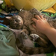 Benji is registered to the contest to win money with this photo: cat, gray_cat, pet, animal, hand, belly_rub, bed, bedding, plush_toy, relaxed, cozy, indoor, fur, paw, cute, sleepy, comfort, resting, human_hand, closeup