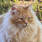 Scruff joined the competition — help win amazing prizes! animal, background, cat, closeup, ears, eyes, face, feline, fluffy, fur, grass, mammal, nature, orange, outdoor, pet, portrait, sunlight, whiskers, wildlife