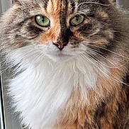 Maddie joined the competition — help win amazing prizes! alert, animal, cat, closeup, curious, cute, domestic_cat, face, feline, fluffy, fur, green_eyes, indoor, long_hair, mammal, pet, portrait, soft, whiskers, window