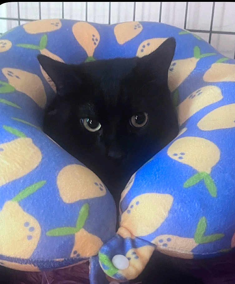 Salem joined the competition — help win amazing prizes! cat, black_cat, feline, pet, neck_pillow, cushion, pear_pattern, patterned_fabric, indoor, closeup, portrait, eyes, whiskers, cozy, snug, plush, soft_texture, head, ears, curious