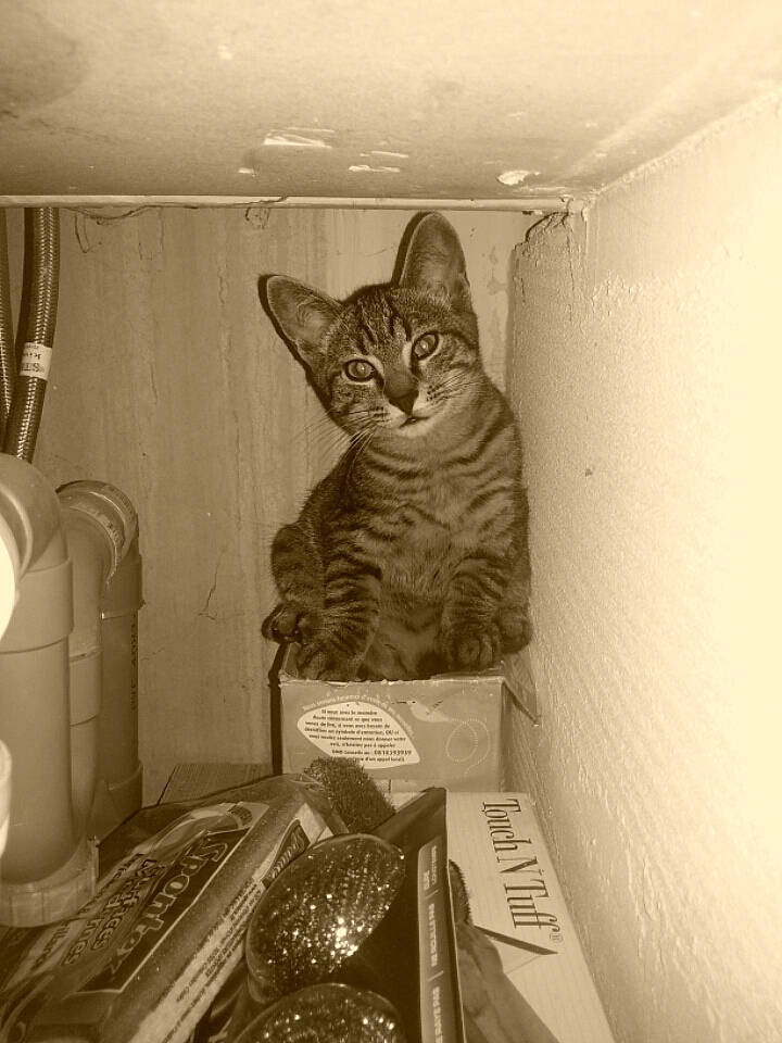 Curly a rejoint le concours — aidez-le/la à gagner de superbes lots ! box, carnivore, cat, domestic_short_haired_cat, felidae, fur, grey, monochrome, monochrome_photography, packaging_and_labeling, room, small_to_medium_sized_cats, snout, tail, whiskers, white, wood