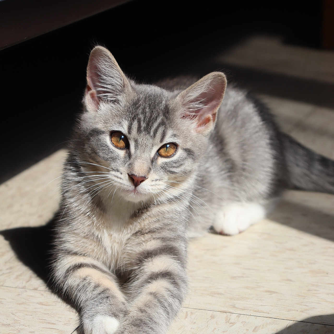Mimi joined the competition — help win amazing prizes! cat, kitten, gray_tabby, indoor, sunlight, floor, pet, animal, whiskers, ears, paws, relaxed, curious, feline, cute, young_cat, shadow, closeup, mammal, domestic_cat