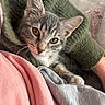 Mimi is registered to the contest to win money with this photo: kitten, cat, tabby, pet, cozy, closeup, whiskers, fur, cute, animal, domestic_cat, indoor, person, clothing, sweater, pink_shirt, resting, soft_light, snuggle, warm