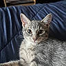 Mimi is registered to the contest to win money with this photo: cat, tabby, gray_cat, pet, animal, whiskers, ears, alert, indoor, bed, blanket, feline, cute, fur, young_cat, resting, looking, closeup, domestic_cat, relaxed