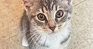Mimi joined the competition — help win amazing prizes! kitten, cat, tabby, pet, animal, cute, feline, whiskers, ears, eyes, paws, fur, indoor, floor, looking_up, standing, young, small, adorable, curious