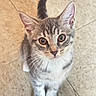 kitten, cat, tabby, pet, animal, cute, feline, whiskers, ears, eyes, paws, fur, indoor, floor, looking_up, standing, young, small, adorable, curious