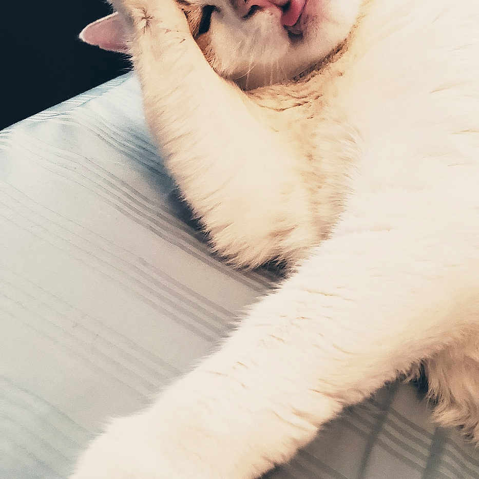 Jack is registered to the contest to win money with this photo: animal, bed, cat, close_up, cute, feline, fur, indoor, orange_spot, paw, pet, playful, relaxed, sleepy, soft_light, striped_bedspread, tongue_out, whiskers, white_cat, window_blinds