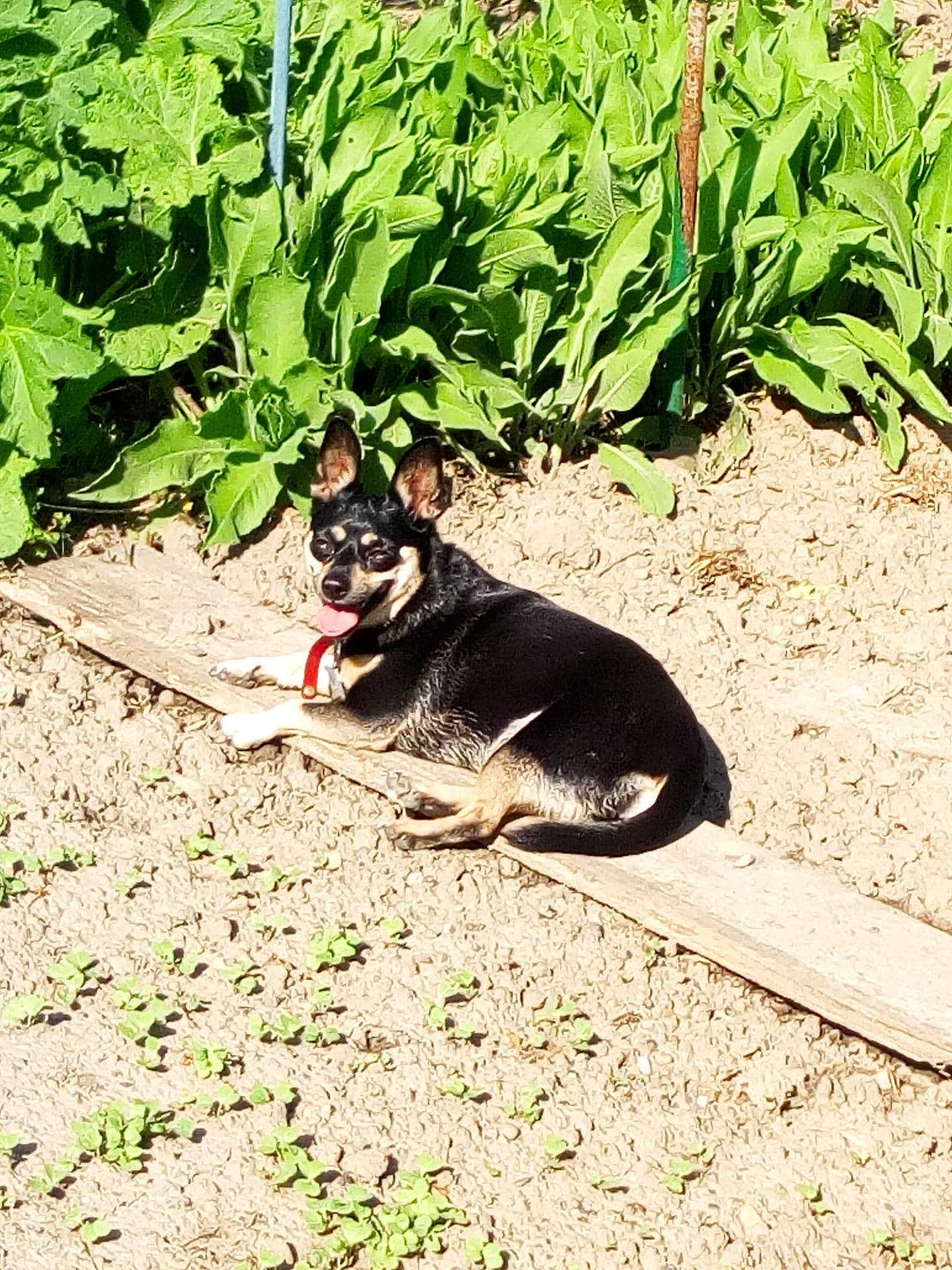 Chaussette a rejoint le concours — aidez-le/la à gagner de superbes lots ! canidae, carnivore, dog_breed, german_shepherd_dog, grass, plant, tail