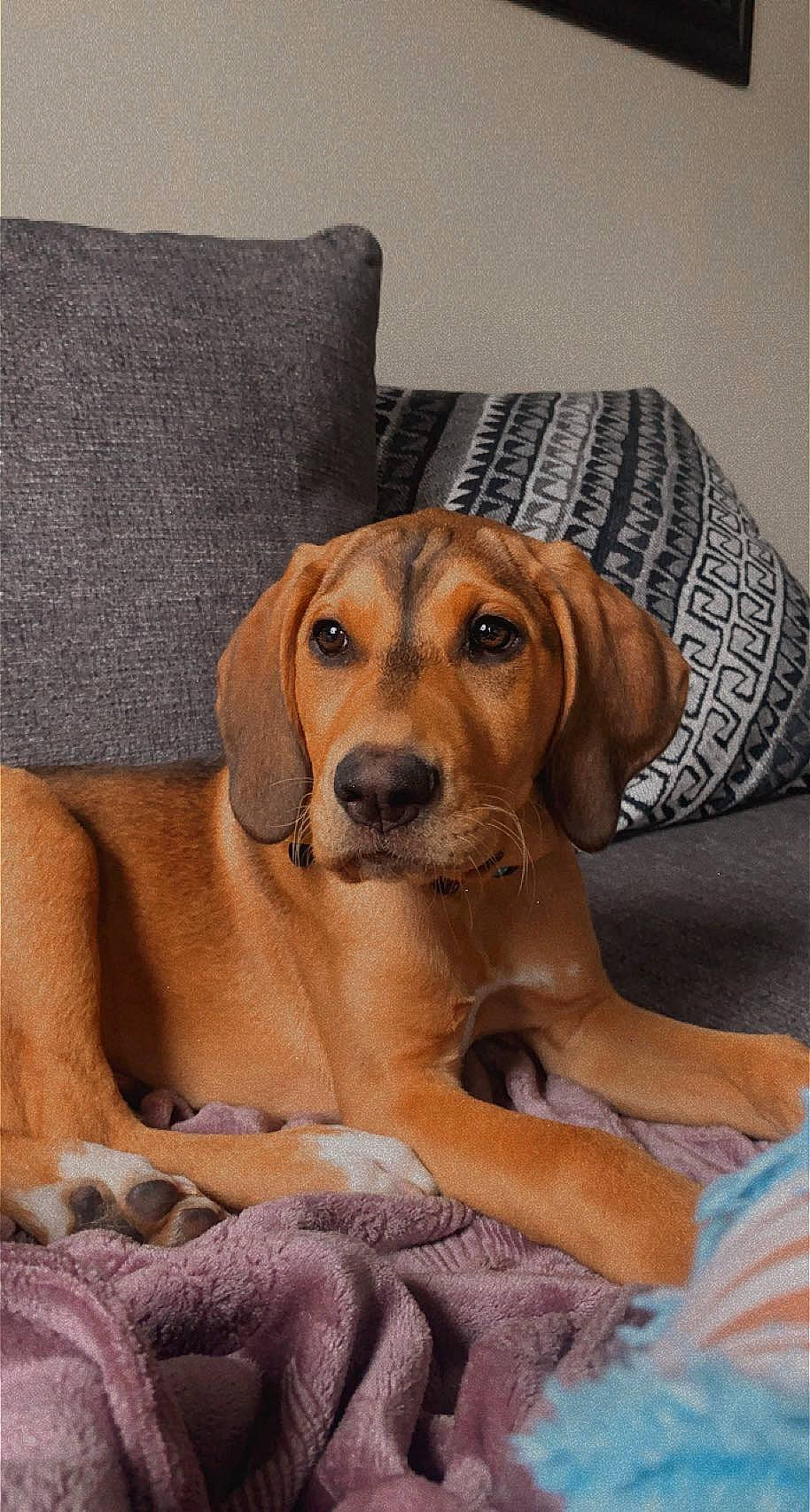 Dunkin joined the competition — help win amazing prizes! canidae, carnivore, comfort, companion_dog, dog, dog_breed, dog_supply, fawn, fur, hat, hound, liver, pet_supply, scent_hound, snout, sporting_group, sunglasses, whiskers, wood, working_animal