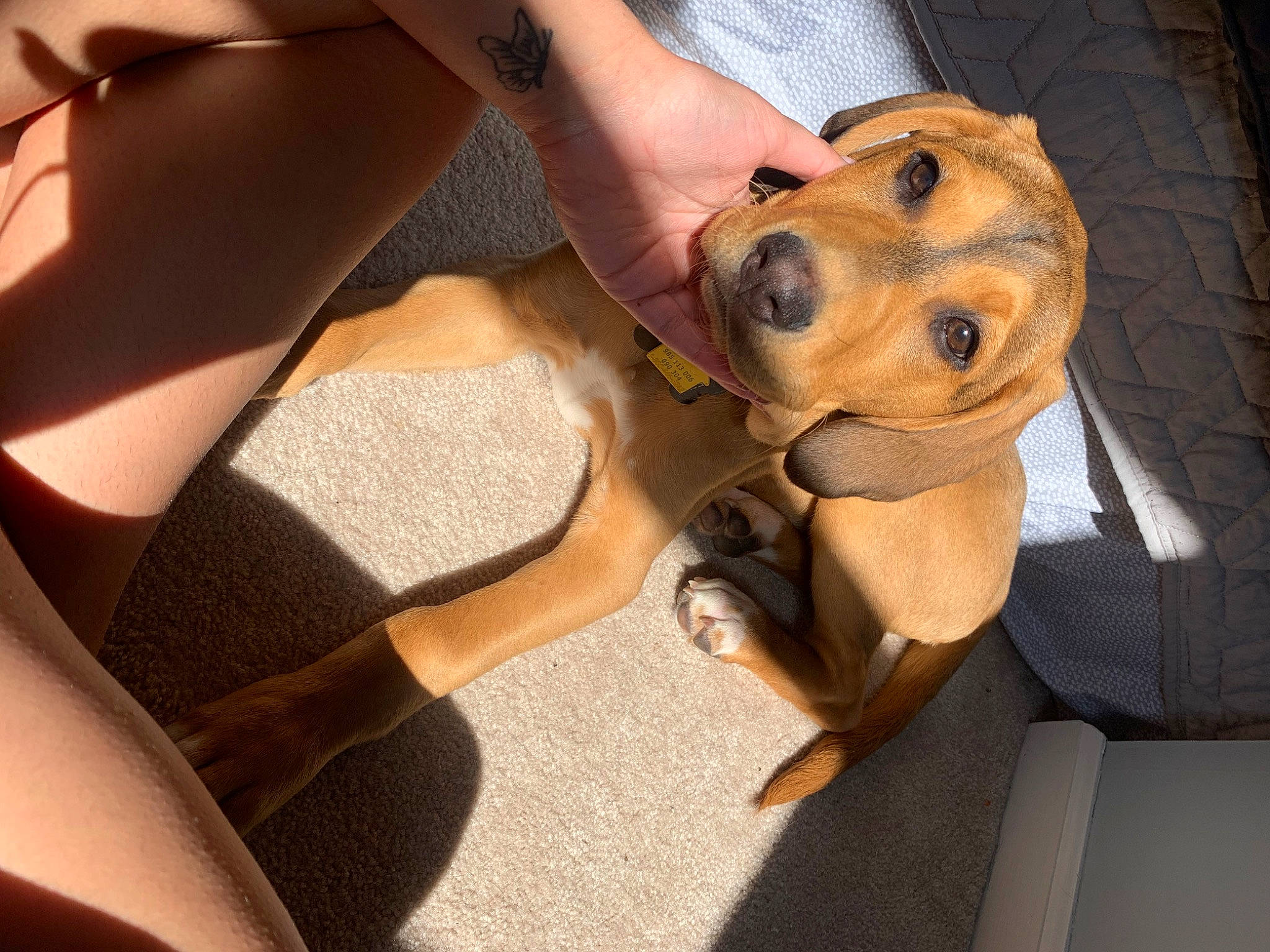 Dunkin joined the competition — help win amazing prizes! car_seat, car_seat_cover, carnivore, comfort, companion_dog, dog, dog_breed, dog_clothes, dog_supply, fawn, guard_dog, human_leg, personal_protective_equipment, sitting, snout, sporting_group, thigh, vehicle_door, whiskers, working_animal