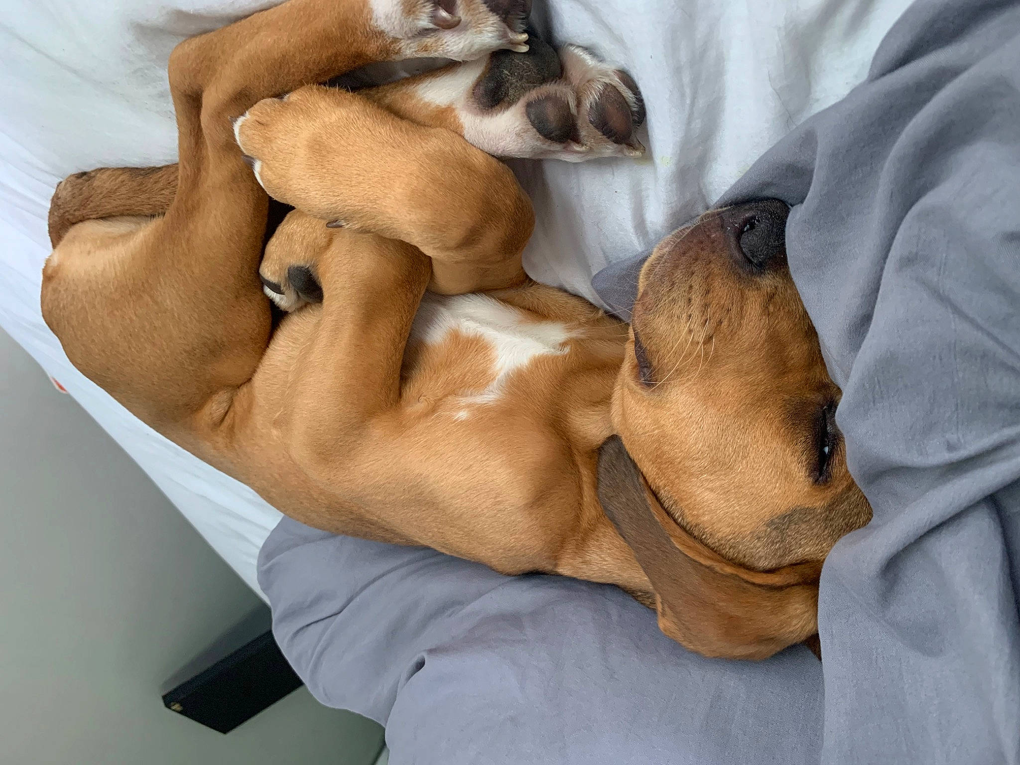 Dunkin joined the competition — help win amazing prizes! abdomen, art, canidae, chest, comfort, companion_dog, elbow, felidae, fur, gesture, hug, human_leg, joint, linens, mammal, nap, paw, service, trunk, vertebrate