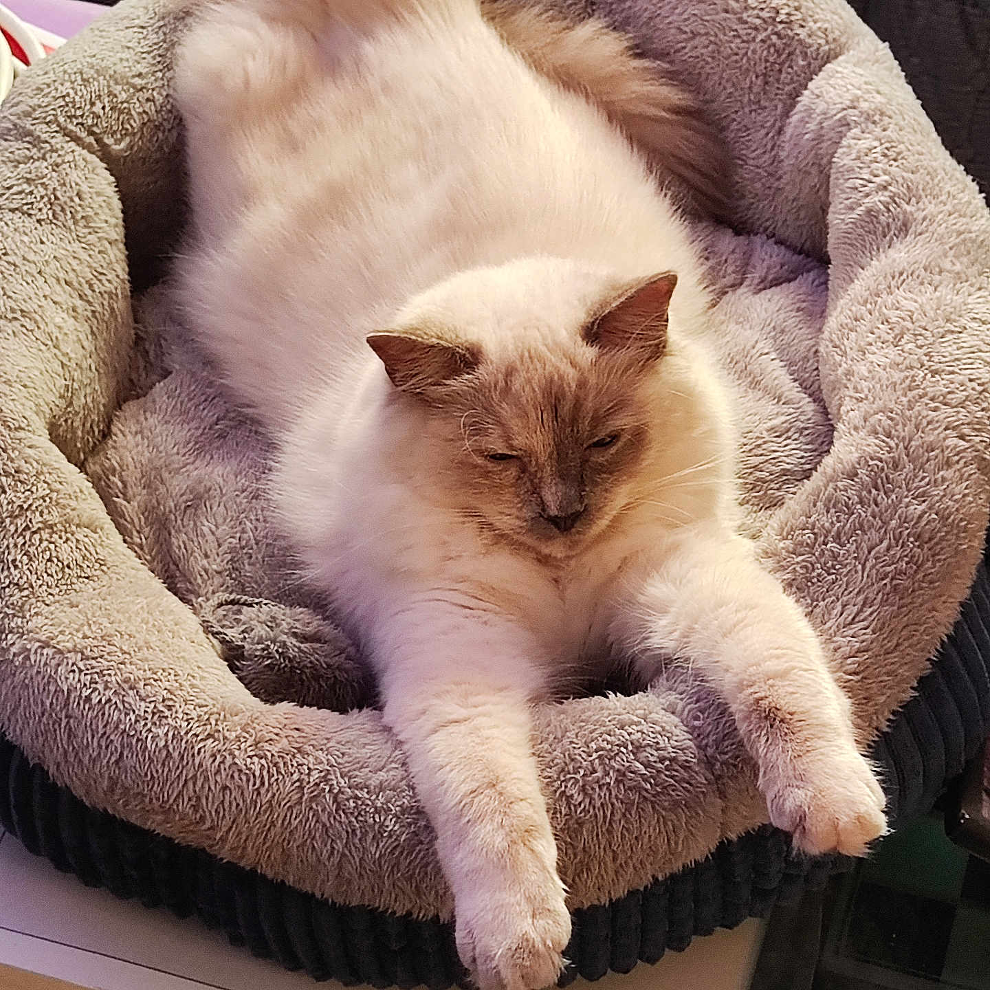 Ayla a rejoint le concours — aidez-le/la à gagner de superbes lots ! animal, cat, comfortable, cozy, cream_colored, cute, domestic, fluffy, furniture, home, indoor, long_fur, mammal, paws, pet_bed, relaxed, resting, sleepy, soft, tabby