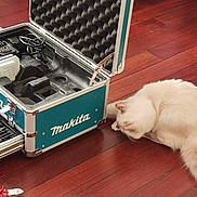 Ayla participe au concours pour gagner de l'argent avec cette photo : brown_floor, cat, charger, curious, domestic_animal, drill_bits, floor, fluffy, hardware, household, indoor, inspection, kit, makita, open_case, pet, toolbox, tools, white_cat, wooden_floor