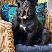 Bear joined the competition — help win amazing prizes! dog, black_dog, wicker_chair, cushion, pillow, indoor, pet, animal, seated, portrait, furniture, decor, leaf_pattern, comfort, resting, canine, closeup, wrinkled_face, white_patch, relaxed