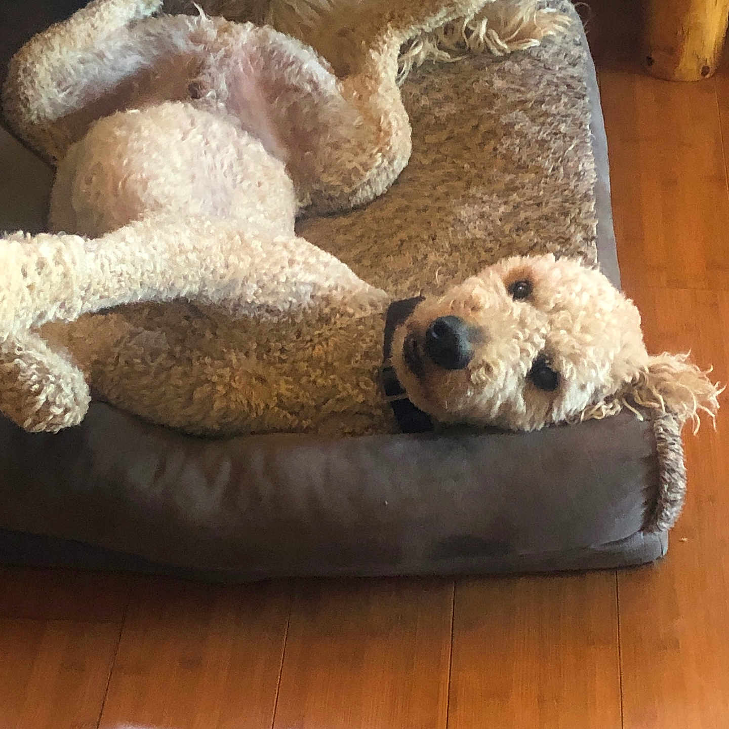 Buddy joined the competition — help win amazing prizes! animal, bear, canine, dog, dogbed, pet