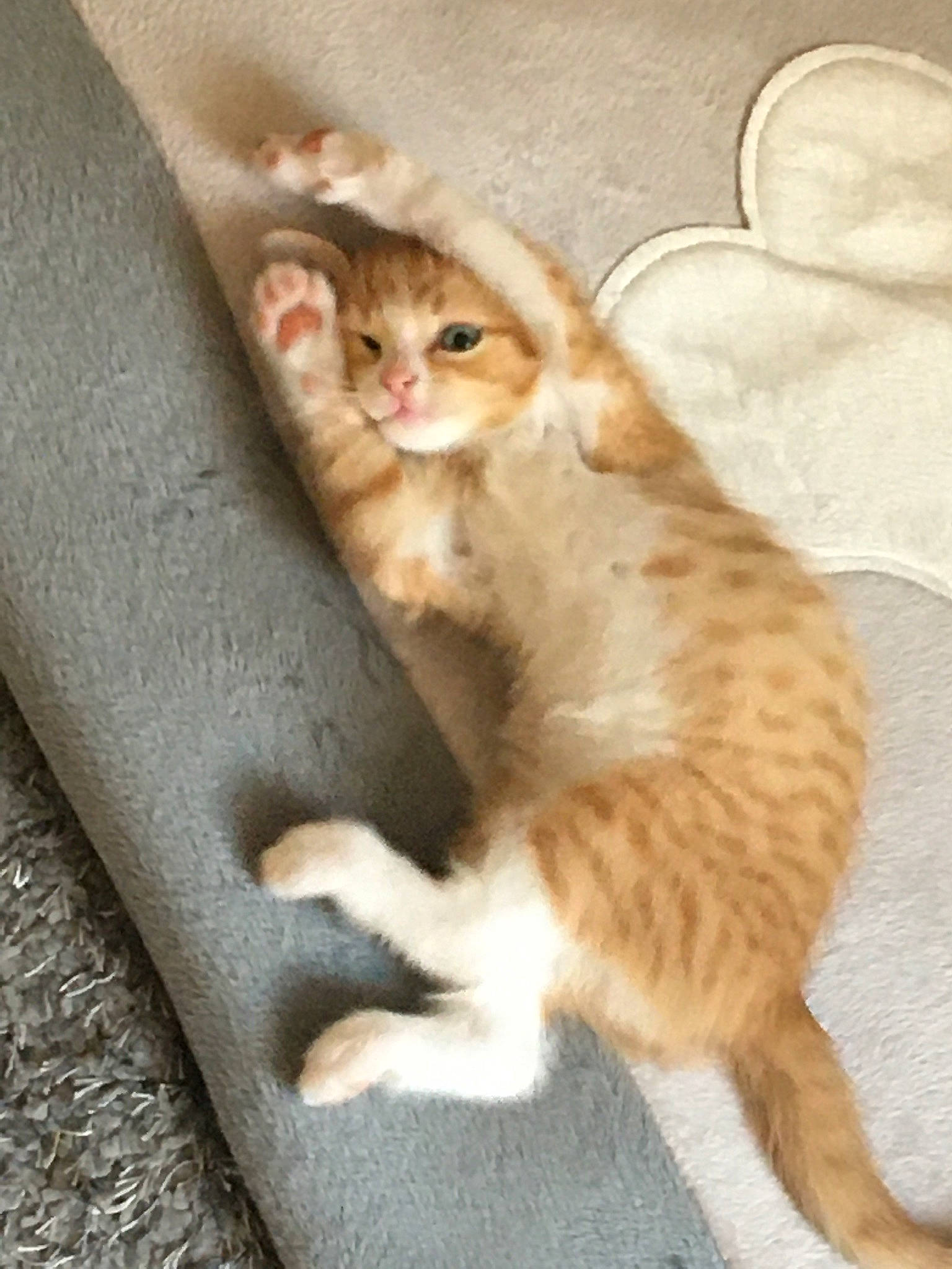 Pablo a rejoint le concours — aidez-le/la à gagner de superbes lots ! aegean_cat, arabian_mau, australian_mist, carnivore, cat, domestic_short_haired_cat, european_shorthair, fawn, felidae, german_rex, kitten, mammal, polydactyl_cat, singapura, small_to_medium_sized_cats, tabby_cat, tail, vertebrate, whiskers