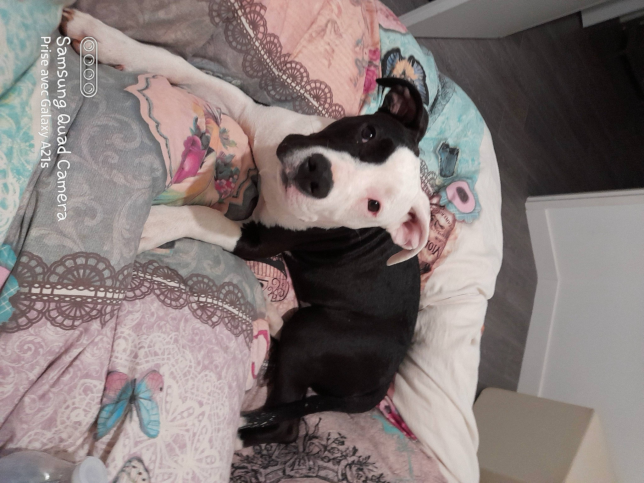 Thor participe au concours pour gagner de l'argent avec cette photo : bedding, canidae, carnivore, comfort, companion_dog, couch, dog, dog_breed, fawn, felidae, formal_wear, fur, linens, magenta, pattern, pink, sporting_group, stuffed_toy, toy, whiskers