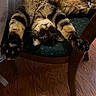 Kirby is registered to the contest to win money with this photo: animal, cat, chair, cozy, cushion, cute, domestic_cat, feline, fur, home, indoor, paws, pet, relaxed, sleepy, stretching, tabby, upside_down, whiskers, wooden_floor
