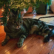 Kirby joined the competition — help win amazing prizes! animal, cat, christmas_tree, cozy, domestic_cat, feline, flooring, greenery, holiday, home, indoor, orange_text, pet, pine_needles, relaxed, resting, tabby_cat, timestamp, vintage_filter, wooden_floor