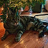 animal, cat, christmas_tree, cozy, domestic_cat, feline, flooring, greenery, holiday, home, indoor, orange_text, pet, pine_needles, relaxed, resting, tabby_cat, timestamp, vintage_filter, wooden_floor
