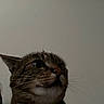 Kirby is registered to the contest to win money with this photo: animal, cat, close_up, curious, domestic, ears, eyes, face, feline, fur, indoor, looking_up, mammal, nose, pet, portrait, tabby, texture, wall, whiskers