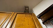 Kirby joined the competition — help win amazing prizes! animal, brown, cat, ceiling, curious, domestic, feline, furniture, home, household, indoor, light, looking_down, pet, quiet, room, shadow, still_life, wall, wooden_cabinet