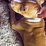 dog, brown, white, fur, carpet, pet, animal, close_up, laying, looking_back, ears, nose, eyes, domestic_animal, cute, indoor, texture, soft, relaxed, young_dog