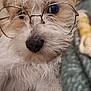 adorable, blanket, brown_and_white, close_up, couch, cozy, dog, eyeglasses, fur, glasses, indoor, muzzle, nose, pet, portrait, puppy, sleepy, small_dog, spectacles, whiskers
