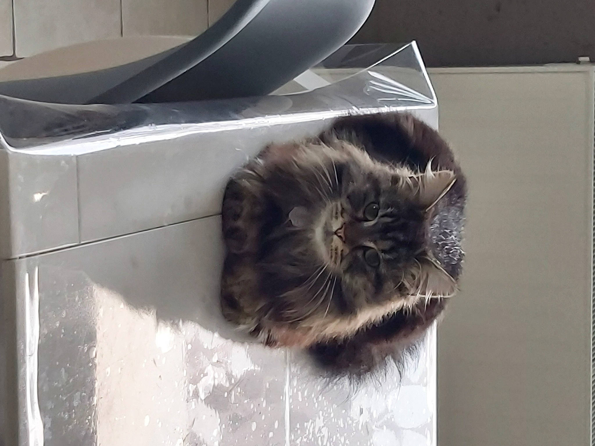 Cocotte participe au concours pour gagner de l'argent avec cette photo : automotive_exterior, carnivore, cat, chair, claw, domestic_short_haired_cat, felidae, fur, grey, liver, metal, room, small_to_medium_sized_cats, tail, terrestrial_animal, whiskers, window