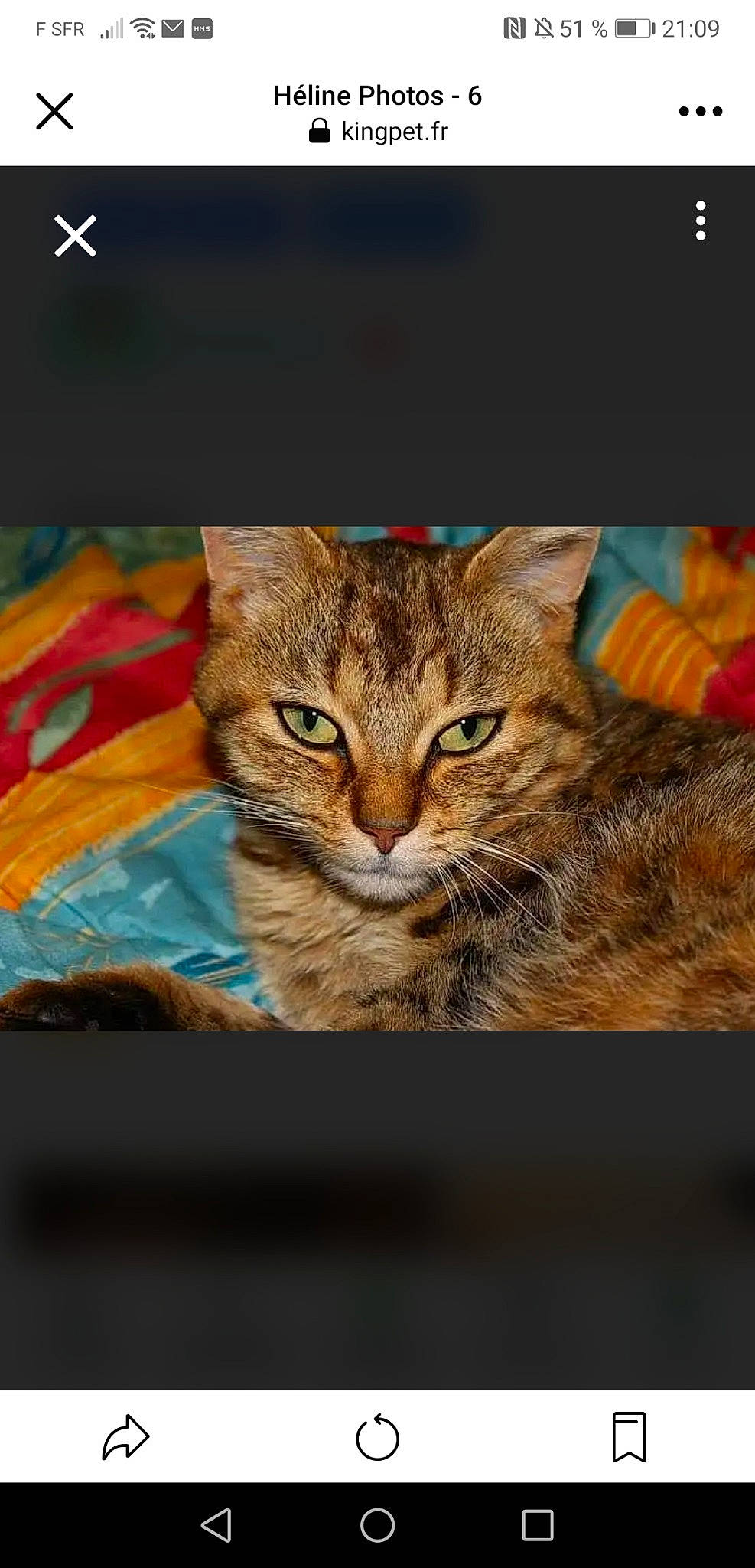 Héline participe au concours pour gagner de l'argent avec cette photo : adaptation, brown, carnivore, cat, domestic_short_haired_cat, door, fawn, felidae, fur, organism, paw, photo_caption, rectangle, small_to_medium_sized_cats, snout, tail, terrestrial_animal, tree, whiskers, window