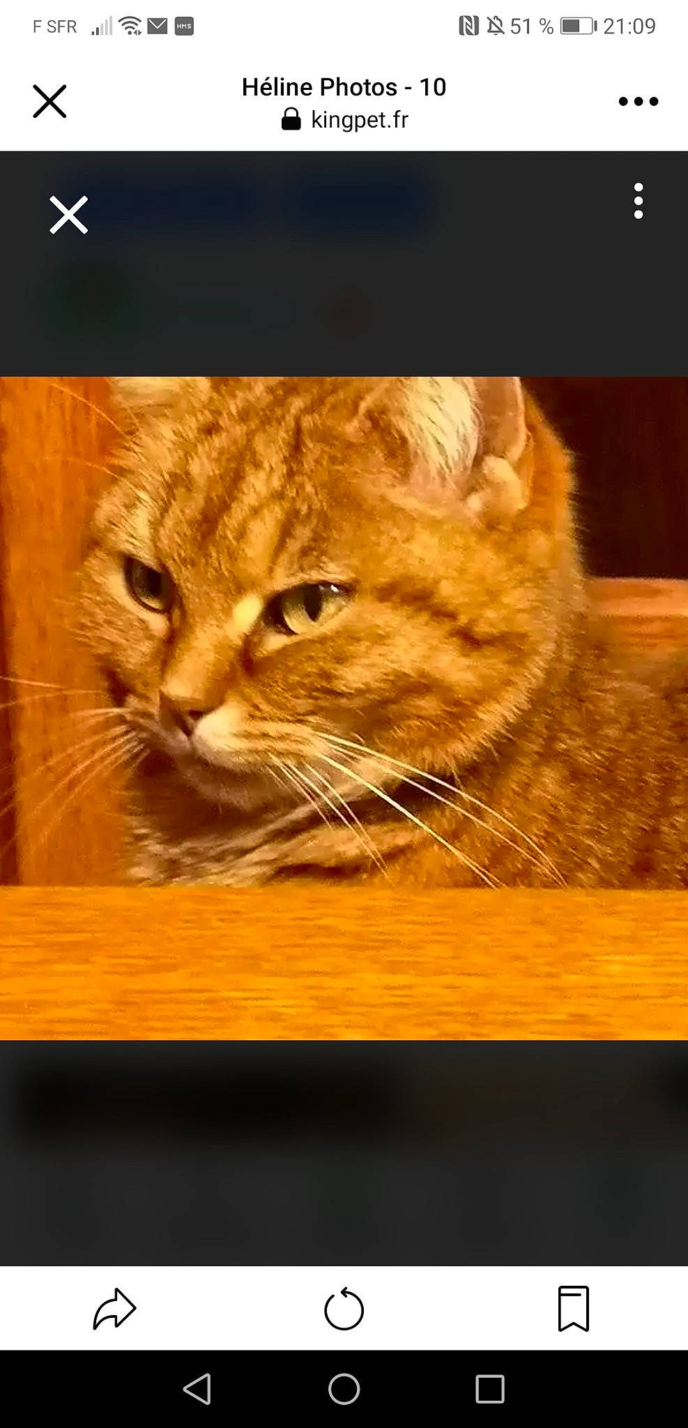 Héline a rejoint le concours — aidez-le/la à gagner de superbes lots ! brown, carnivore, cat, domestic_short_haired_cat, fawn, felidae, flooring, fur, hardwood, mammal, photo_caption, rectangle, small_to_medium_sized_cats, snout, tail, terrestrial_animal, whiskers, wildlife, wood, wood_stain