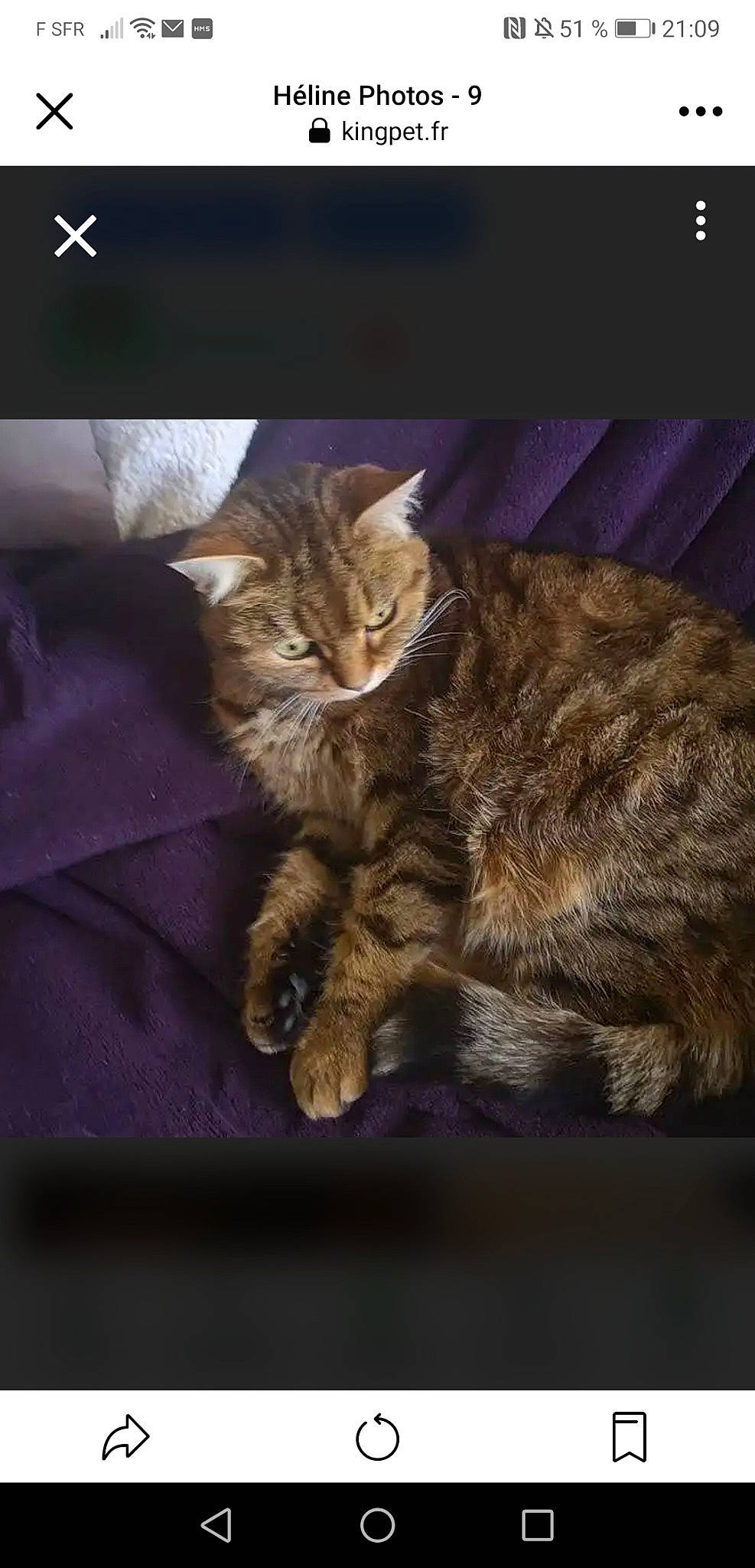 Héline a rejoint le concours — aidez-le/la à gagner de superbes lots ! brown, carnivore, cat, claw, comfort, darkness, domestic_short_haired_cat, fawn, felidae, fur, paw, photo_caption, small_to_medium_sized_cats, snout, tail, terrestrial_animal, whiskers, wildlife, wood