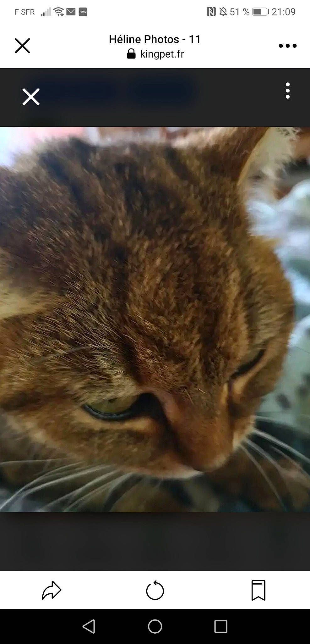 Héline participe au concours pour gagner de l'argent avec cette photo : carnivore, cat, close_up, cloud, comfort, domestic_short_haired_cat, ear, felidae, fur, nap, organism, paw, sky, small_to_medium_sized_cats, snout, tail, terrestrial_animal, whiskers, wildlife, wood