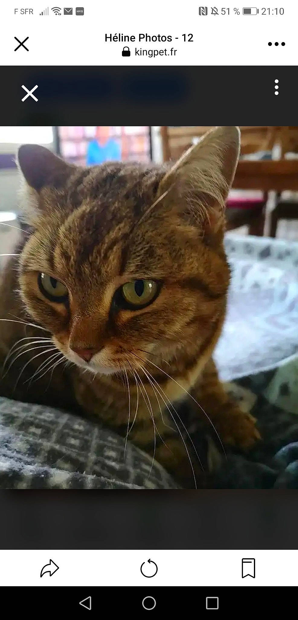 Héline a rejoint le concours — aidez-le/la à gagner de superbes lots ! carnivore, cat, claw, close_up, comfort, domestic_short_haired_cat, ear, fawn, felidae, fur, paw, photo_caption, sitting, small_to_medium_sized_cats, snout, tree, whiskers, wildlife, window, wood