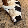 cat, black_and_white_cat, pet, indoor, carpet, table_leg, paw, lying_down, whiskers, playful, closeup, fur, eyes, relaxed, home, furniture, floor, mammal, companion, sleepy