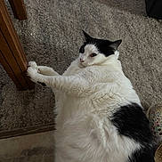 Harley is registered to the contest to win money with this photo: cat, black_and_white_cat, fluffy_fur, carpet, rug, wood_table_leg, paw, indoor, pet, lying_down, relaxed, closeup, whiskers, ears, chubby_cat, floor, furniture, shoe, portrait, household
