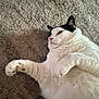 Harley is registered to the contest to win money with this photo: cat, feline, pet, black_and_white, white_fur, carpet, indoor, paw, whiskers, ear, lying_down, chubby, close_up, fur, relaxed, home, domestic_animal, portrait, playful, texture