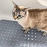 cat, feline, blue_eyes, tabby, short_hair, standing, pet, animal, indoors, mat, polka_dots, gray, brown, cream, whiskers, ears, tail, paws, portrait, home