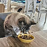 cat, feline, pet, animal, eating, food, treats, bowl, skewers, snacking, indoors, dining_room, table, chair, wooden_floor, furniture, gray_cat, closeup, curious, whiskers