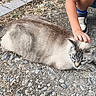 cat, feline, animal, pet, lying_down, relaxed, fluffy, striped, blue_eyes, whiskers, tail, outdoor, gravel, ground, child, crouching, hand, petting, shoes, sunlight