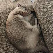 Olaf a rejoint le concours — aidez-le/la à gagner de superbes lots ! cat, sleeping, relaxed, resting, couch, sofa, cushion, indoor, pet, feline, fur, cream_color, brown, striped, whiskers, ears, tail, paws, nap, cozy