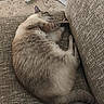 cat, sleeping, relaxed, resting, couch, sofa, cushion, indoor, pet, feline, fur, cream_color, brown, striped, whiskers, ears, tail, paws, nap, cozy